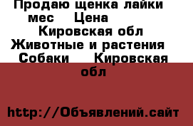 Продаю щенка лайки 2 мес. › Цена ­ 6 000 - Кировская обл. Животные и растения » Собаки   . Кировская обл.